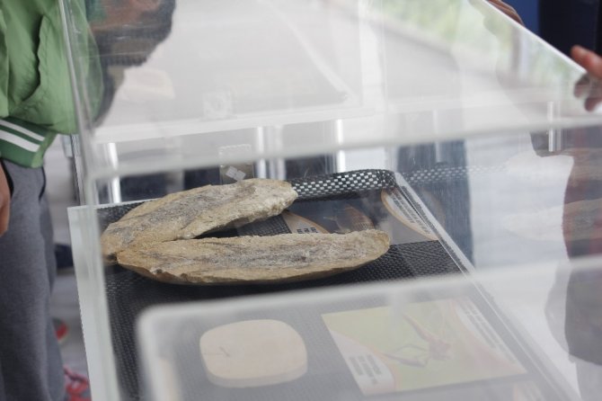 2,4 milyar yıllık fosil dünyada ilk defa Çankırı’da sergileniyor