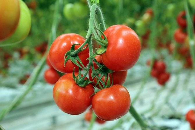Sorgun’da jeotermal kaynaklarla organik domates üretiliyor