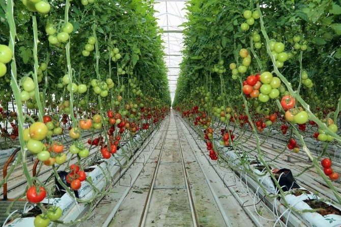 Sorgun’da jeotermal kaynaklarla organik domates üretiliyor