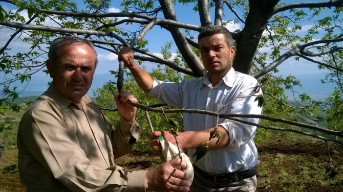 Aydın’da kestane ağaçları kuruyor