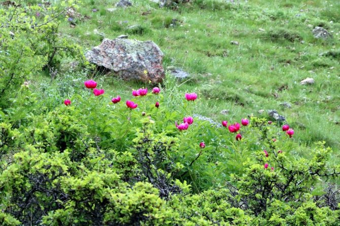 Cehrilik Lalesi doğayı kırmızıya boyadı