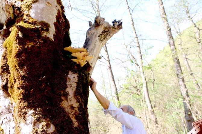 Kuzalan Tabiat Parkı 500 yıllık ağaçları ile dikkat çekiyor