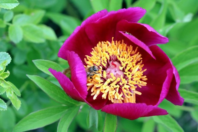 Cehrilik Lalesi doğayı kırmızıya boyadı