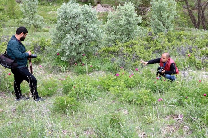 Cehrilik Lalesi doğayı kırmızıya boyadı