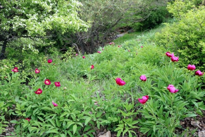 Cehrilik Lalesi doğayı kırmızıya boyadı