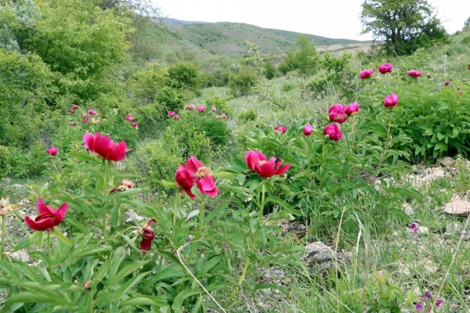 Cehrilik Lalesi doğayı kırmızıya boyadı