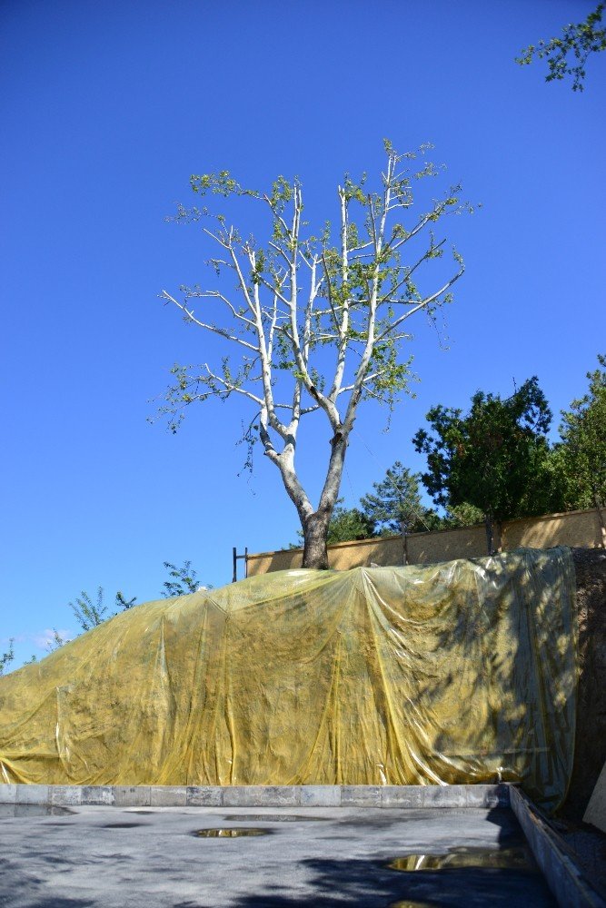 30 yıllık çınar ağacını kesmemek için proje revizyon edildi