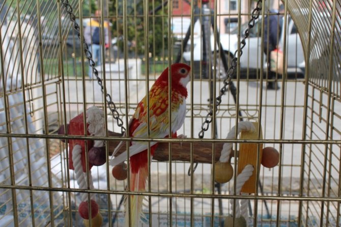 Galatasaray Adası’nın papağanı "Cimbom" da tahliye edildi
