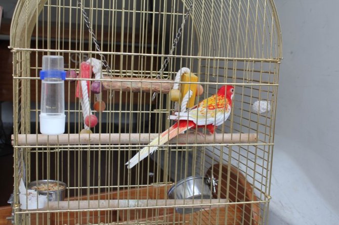 Galatasaray Adası’nın papağanı "Cimbom" da tahliye edildi