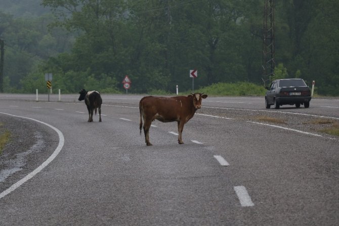 Karayolunun ortasına çıkan inekler sürücüleri korkutuyor