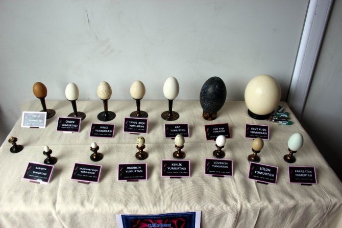 Engelli sanatçı hayalleri yumurta kabuğuna aktarıyor