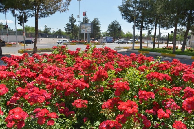 Diyarbakır’da 1 milyon mevsimlik çiçek dikiliyor