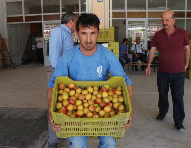 "18 ton kayısıda Akdeniz sineği bulundu" iddiasına ihracatçılardan tepki