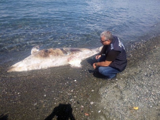 Dörtyol sahilinde ölü köpek balığı bulundu