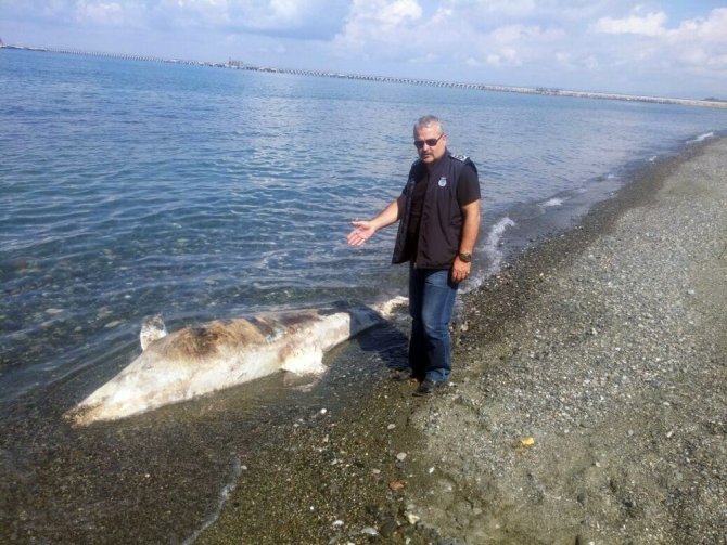 Dörtyol sahilinde ölü köpek balığı bulundu