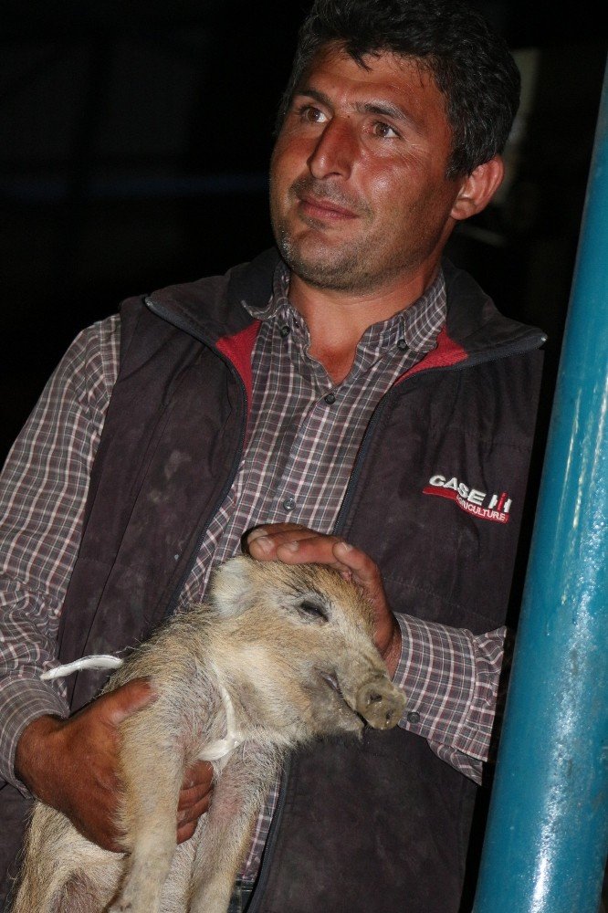Manisalı çiftçi yaralı yaban domuzuna sahip çıktı