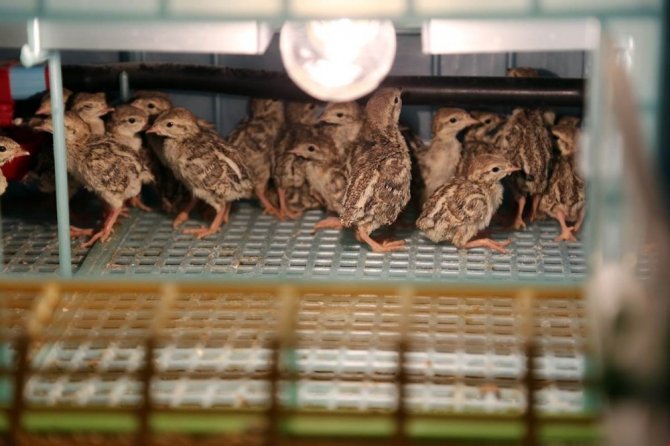 Yozgat’ta yetiştirilen keklikler birçok ilde doğaya salınıyor