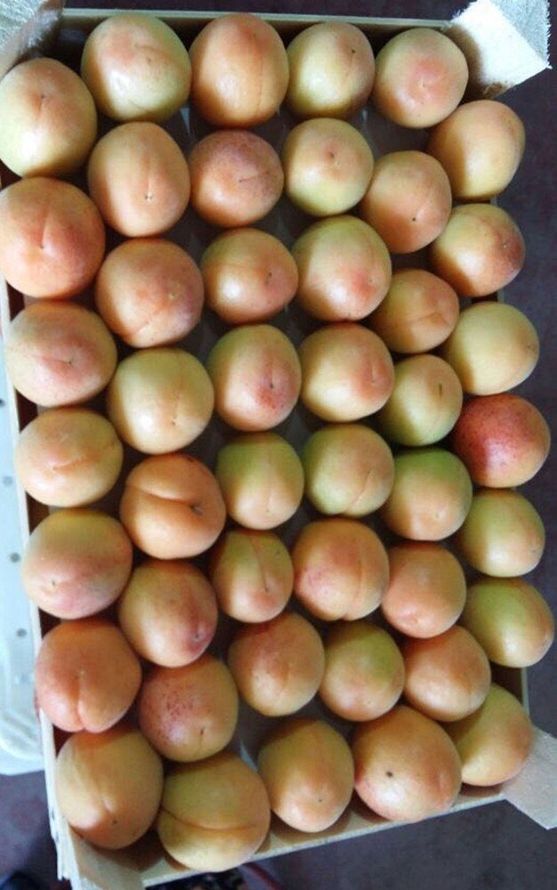 Mut’ta kayısı üreticisi altın yılını yaşıyor