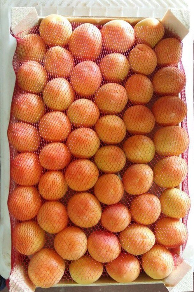 Mut’ta kayısı üreticisi altın yılını yaşıyor