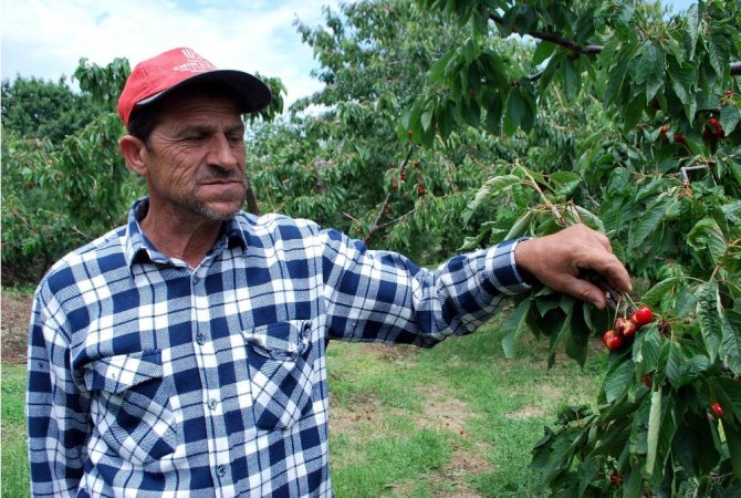 Dünyaca ünlü Salihli Kirazını dolu vurdu
