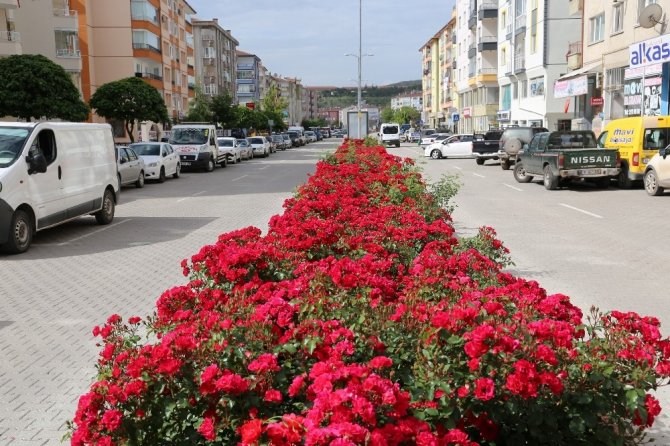 Çankırı çiçek açtı