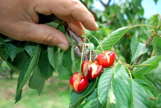 Dünyaca ünlü Salihli Kirazını dolu vurdu