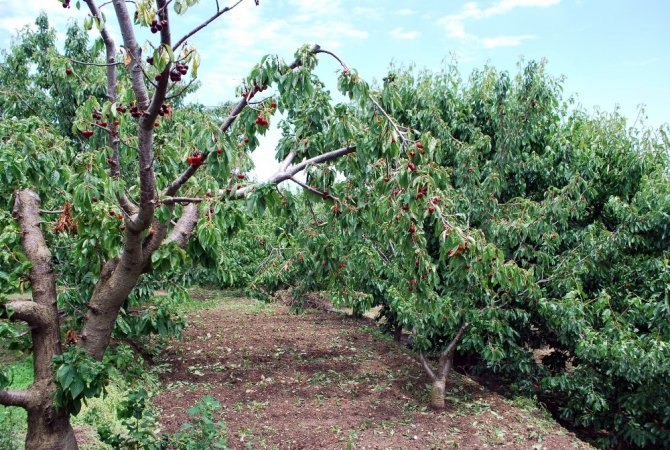 Dünyaca ünlü Salihli Kirazını dolu vurdu