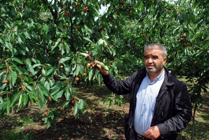 Dünyaca ünlü Salihli Kirazını dolu vurdu