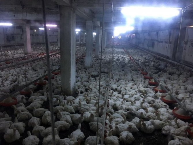 Bartın’da tavuk çiftliğinde yangın, 17 bin tavuk telef oldu