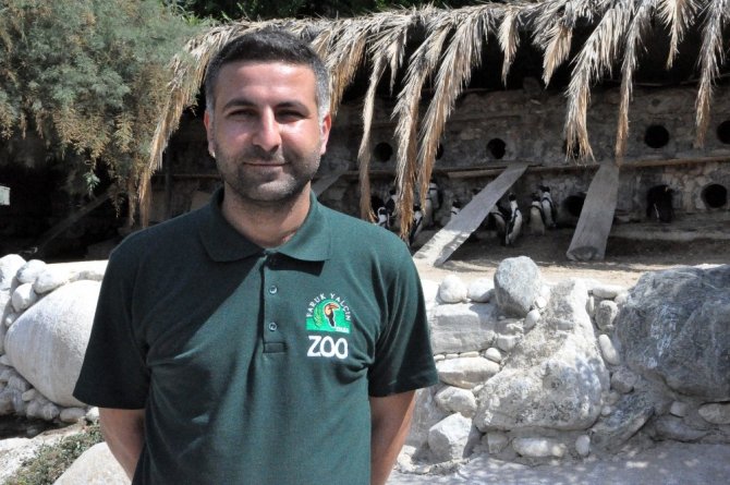 Nesli tükenmekte olan Afrika Gözlüklü Penguenleri Darıca’da korunuyor