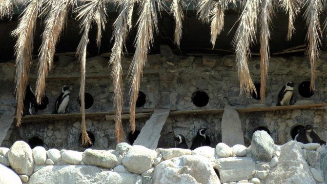 Nesli tükenmekte olan Afrika Gözlüklü Penguenleri Darıca’da korunuyor