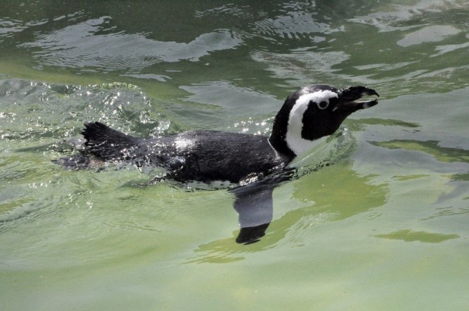 Nesli tükenmekte olan Afrika Gözlüklü Penguenleri Darıca’da korunuyor