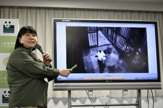 Tokyo’da 5 yıl sonra dev panda doğdu