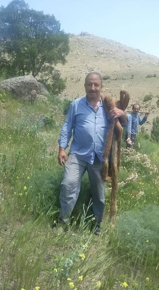 İçme suyu borusunun içinden 13 metre söğüt ağacı kökü çıktı