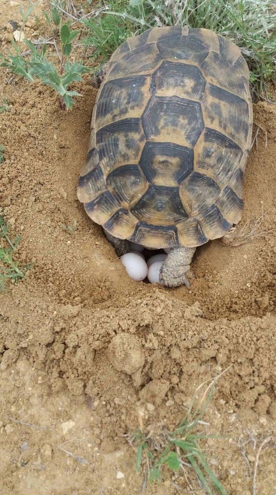 Kaplumbağalar doğaya yumurta bırakmaya başladı