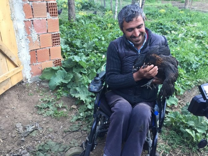 Hediye edilen akülü tekerlekli sandalye ve tavuklarla hayata yeniden tutundu