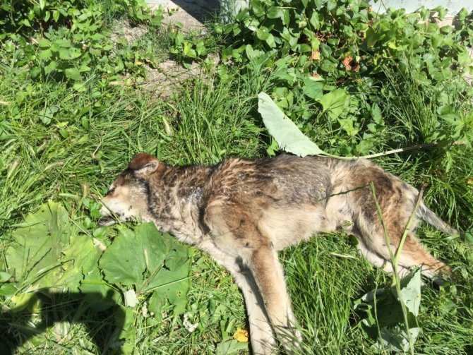 Kastamonu’da 14 köpek ile 18 kedi, zehirlenerek öldürüldü