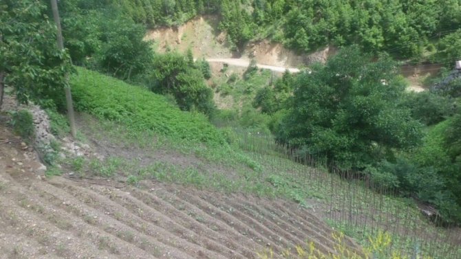 Torul’da dolu yağışı tarım arazilerine zarar verdi