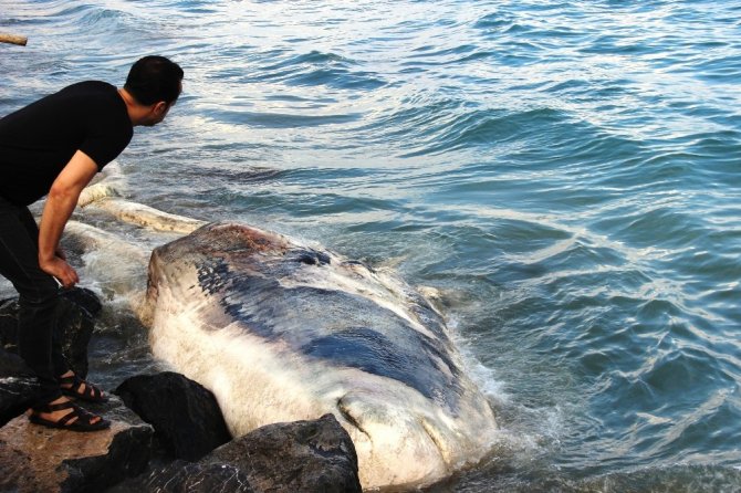 Nesli tükenmekte olan dev balina Arsuz’da kıyıya vurdu