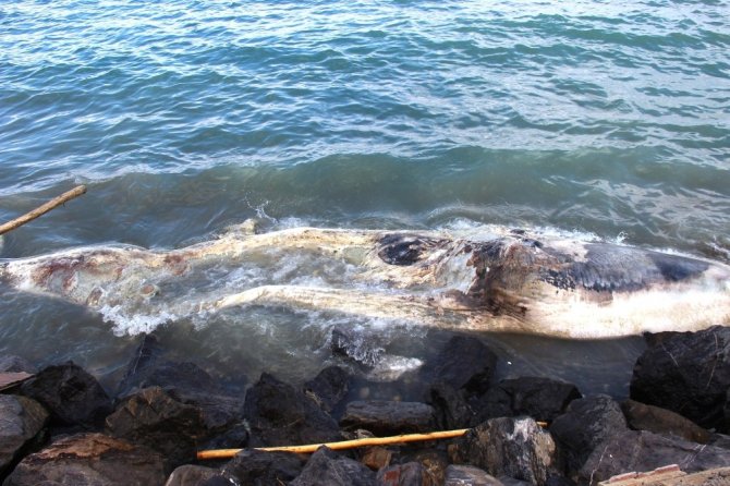 Nesli tükenmekte olan dev balina Arsuz’da kıyıya vurdu