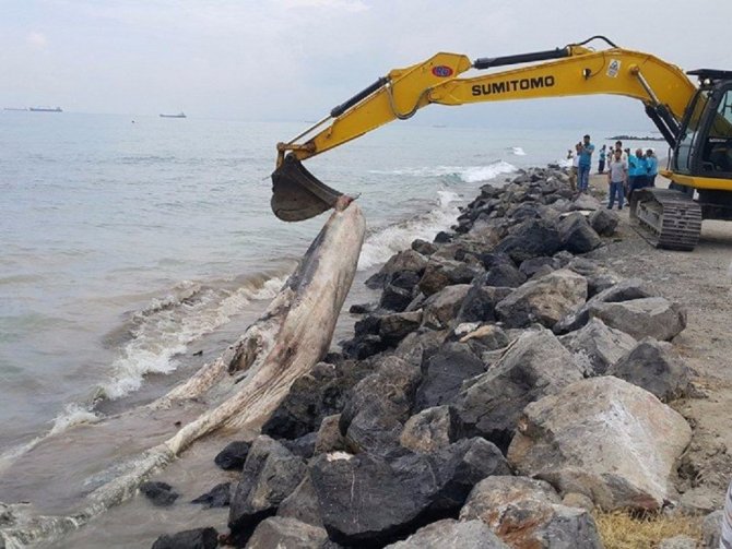 Hatay’da kıyıya vuran balinanın kemikleri incelemeye alındı