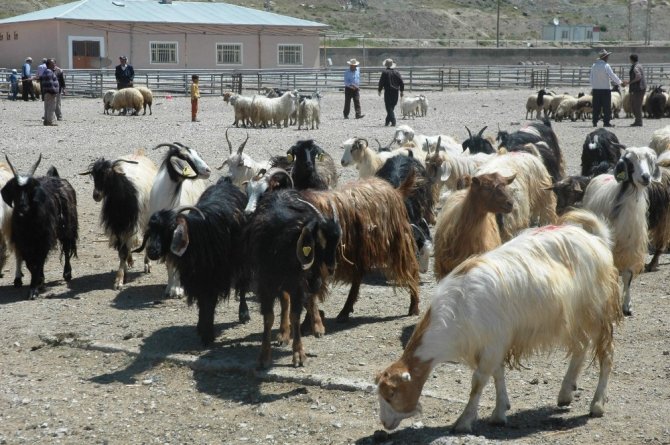 Et fiyatları canlı hayvan pazarını vurdu