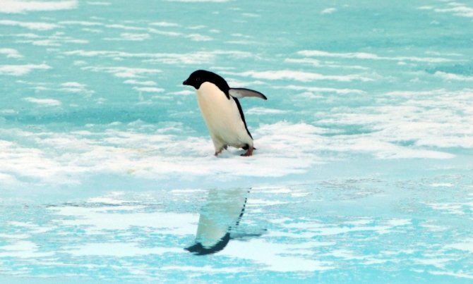 Okyanuslardaki kirlilikten Antarktika kıyıları da nasibini aldı