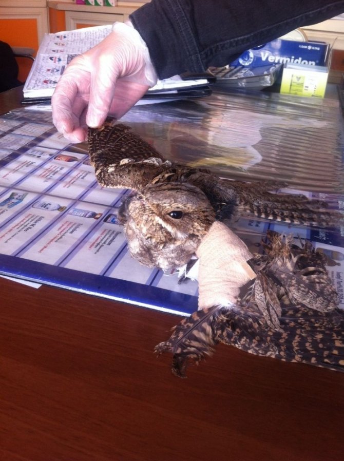 Çoban aldatan kuşu tedavi altına alındı