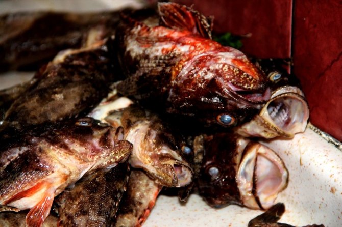 Kıyı balıkçılarının vazgeçilmezi: İskorpit balığı