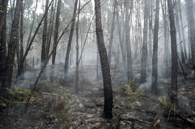 İspanya’da orman yangını