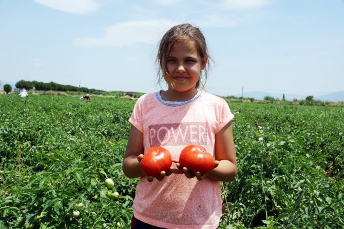 Aydın’da tarla domatesi hasadı başladı
