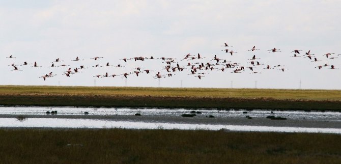 Avrupa’da nesli tükenme noktasına gelen flamingoların yeni adresi Tuz Gölü