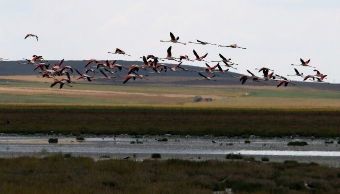 Avrupa’da nesli tükenme noktasına gelen flamingoların yeni adresi Tuz Gölü