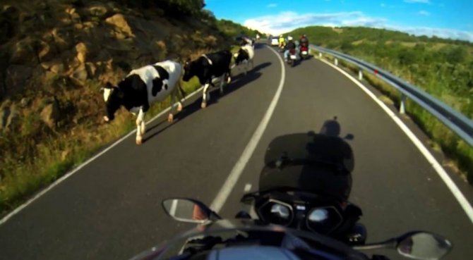 Başıboş inekler daracık yolda trafiği birbirine kattı